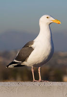 Filename=BIRD_LAX_0213_JP_small.jpg
Filesize=140KiB
Dimensions=695x1000
Date added=Feb 15, 2013 BIRD_LAX_0213_JP_small.jpg